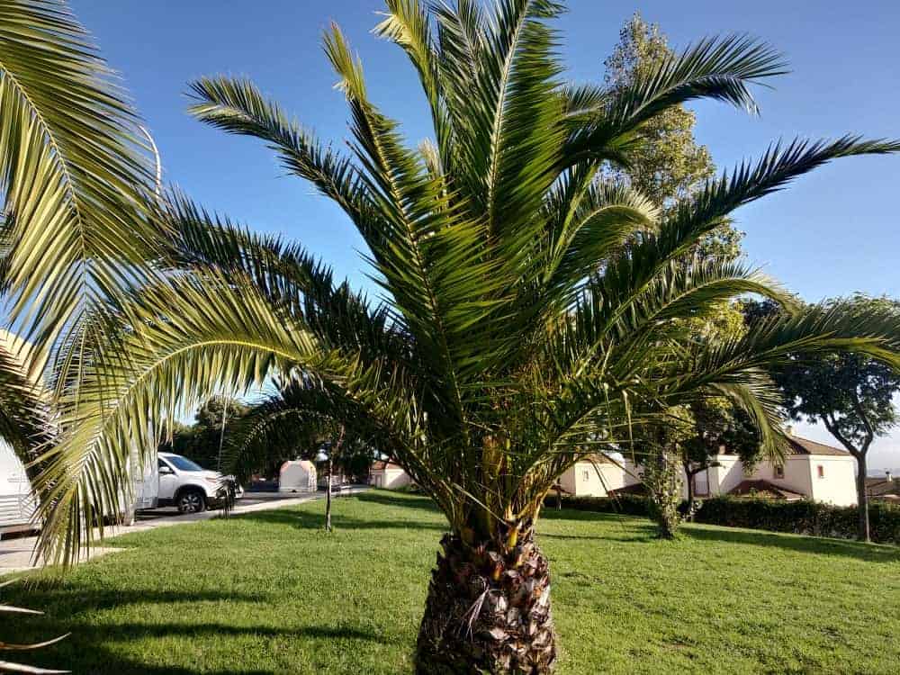 Caranday棕榈树
