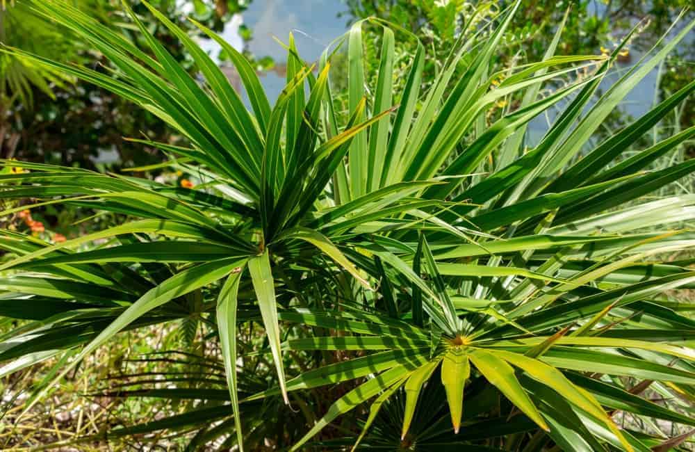 佛罗里达茅草棕榈树