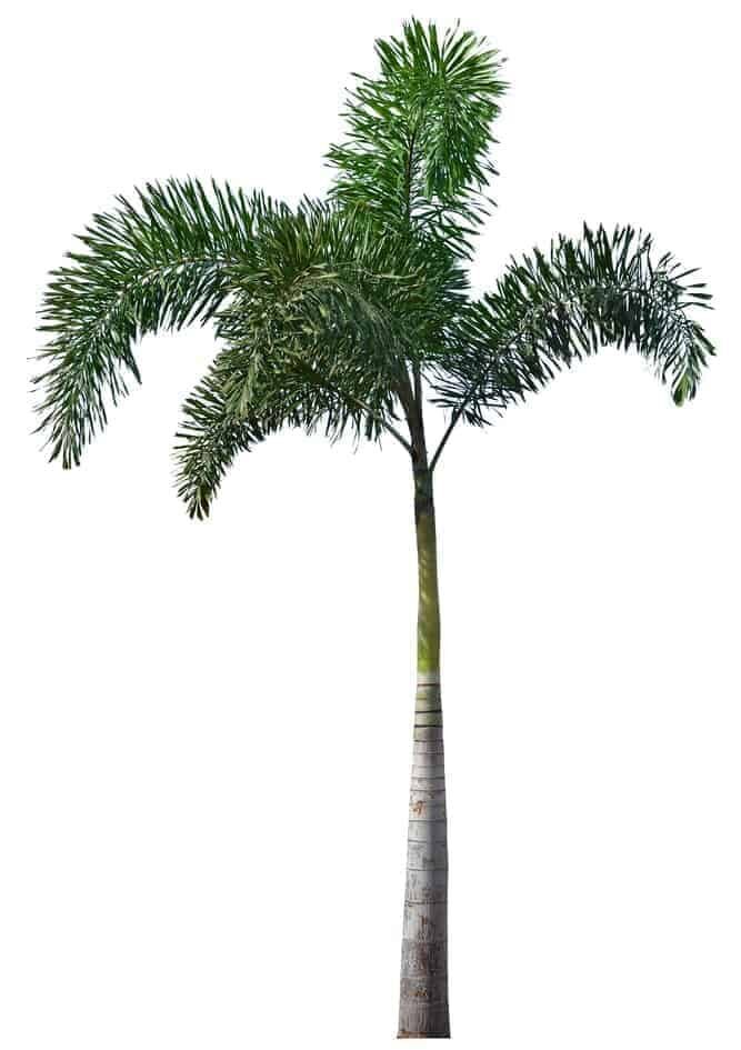 一棵高大的棕榈树
