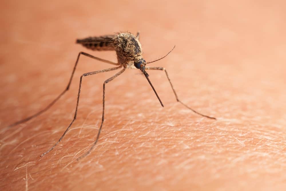 把蚊子安置在人类皮肤上