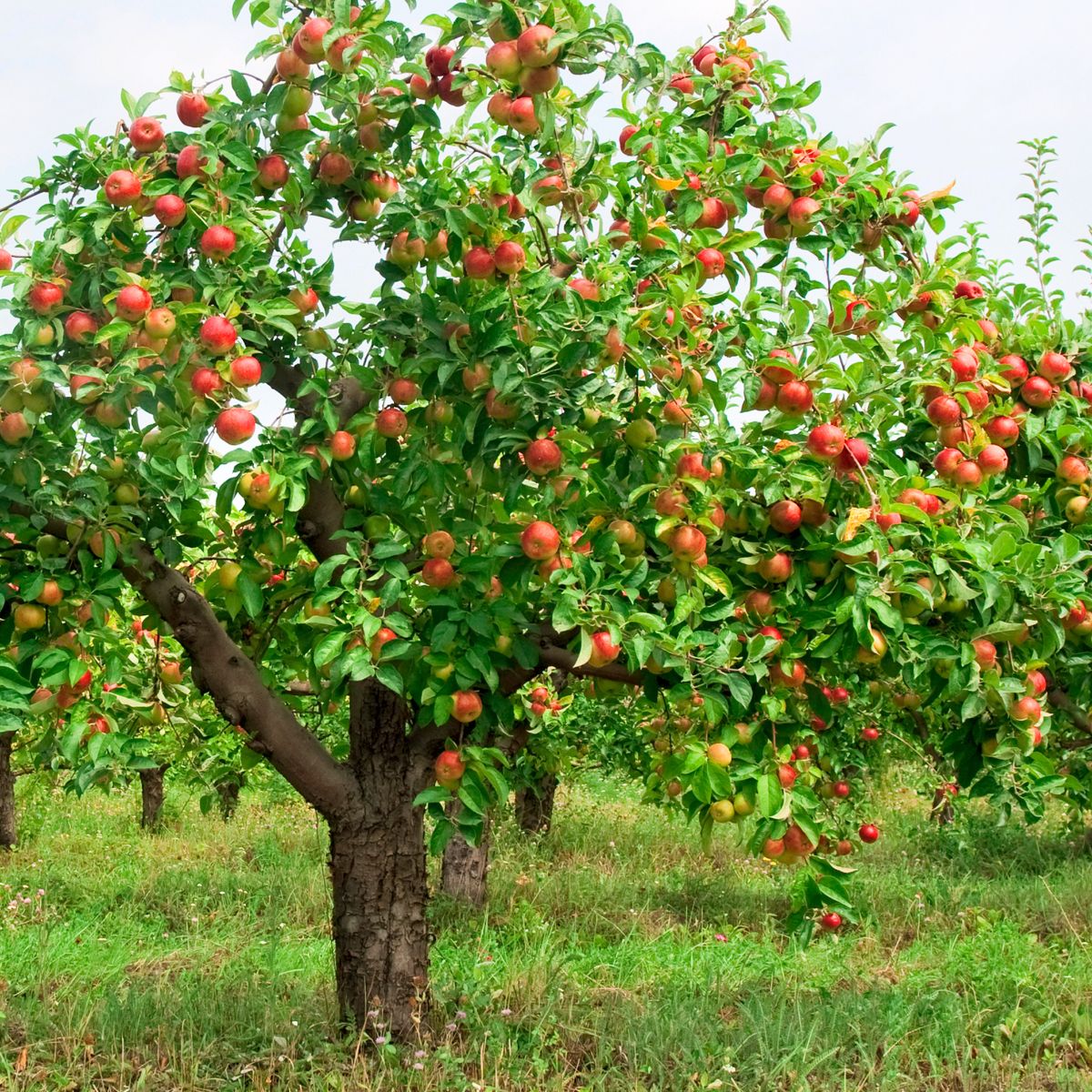 苹果树枝上的红苹果。