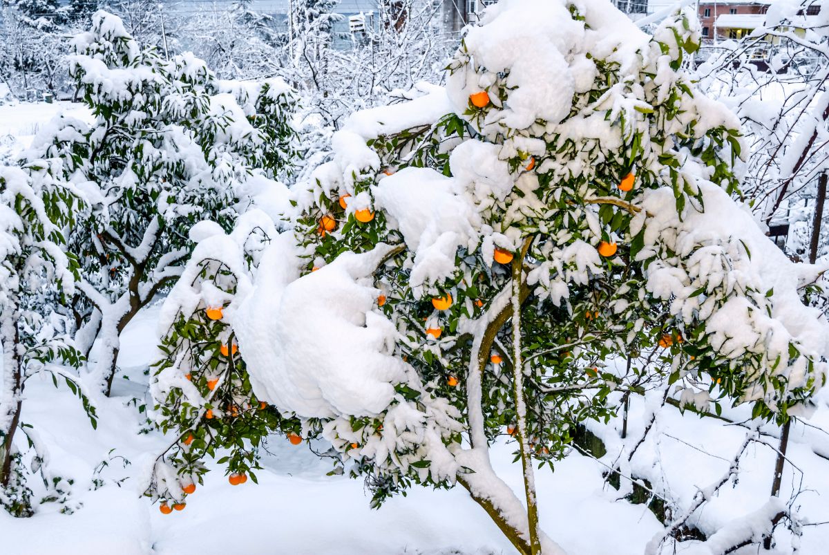 雪下甜橙柑桔。