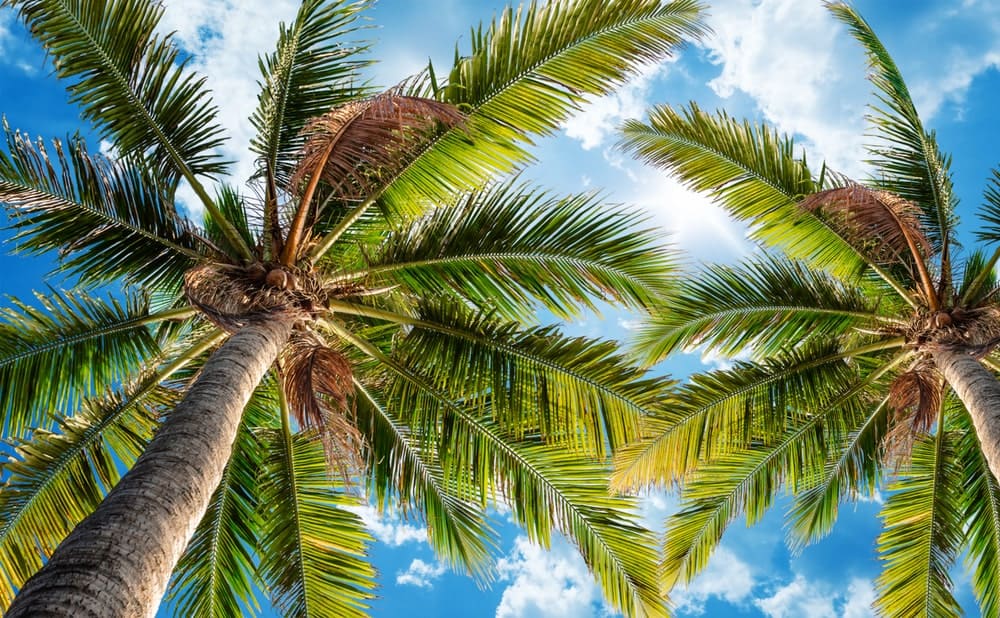 棕榈树在天空中摇曳。