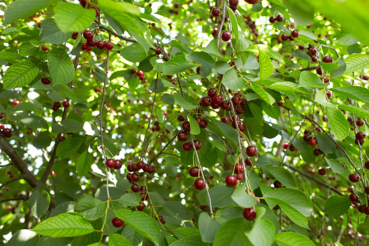 特写成熟的深红色酸樱桃。