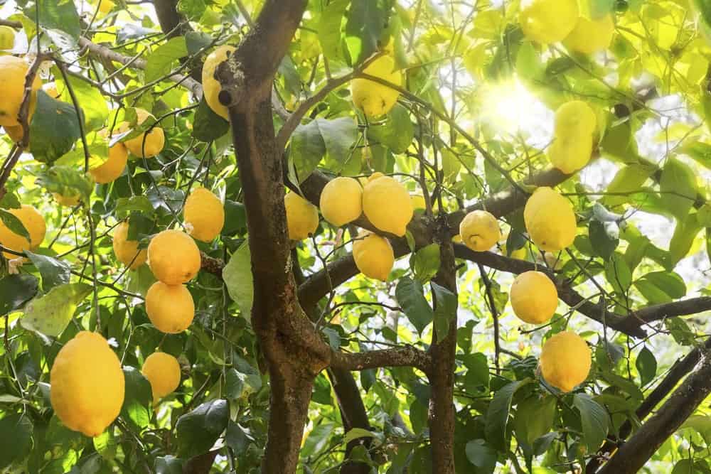 柠檬树有新鲜的水果