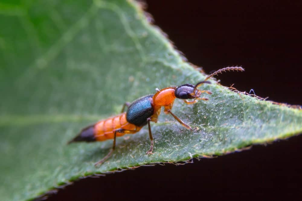 一只黑棕色的甲虫