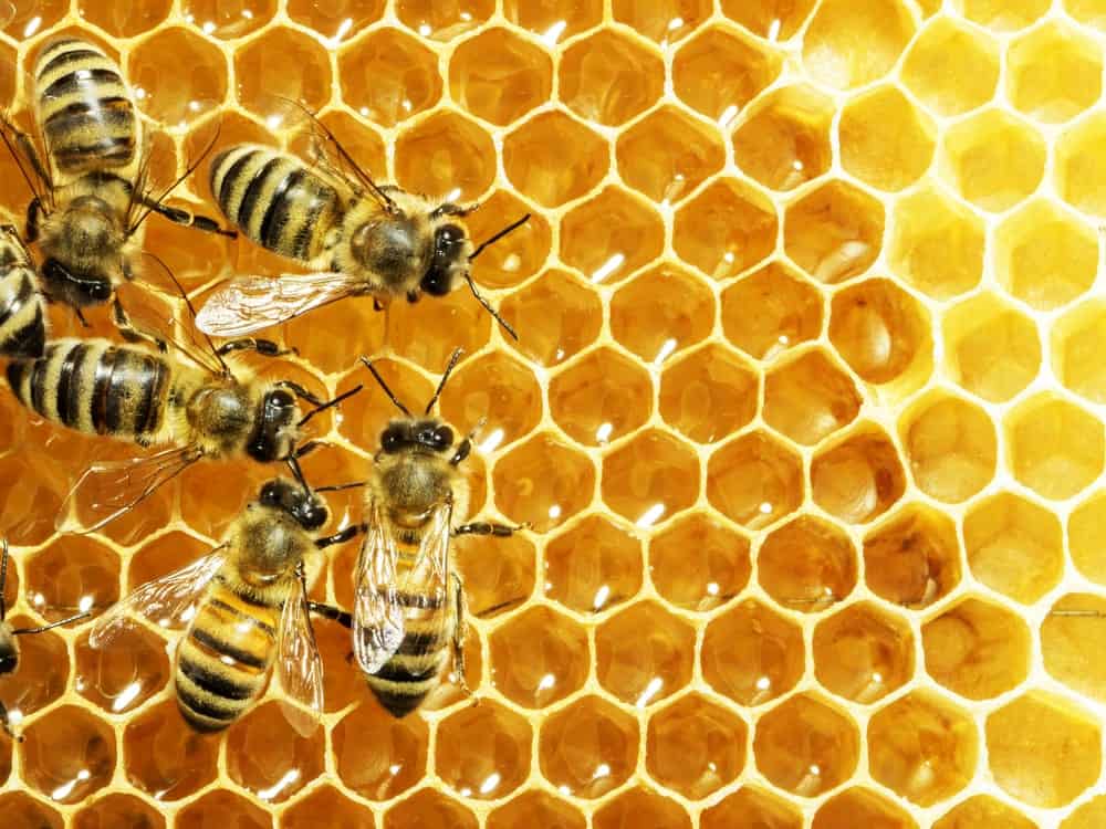 蜜蜂在蜂房里工作。