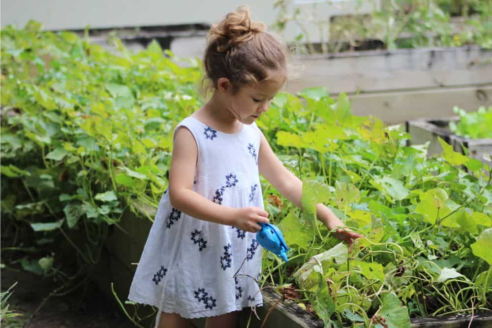 年轻的女孩在一个凸起的花园照顾植物