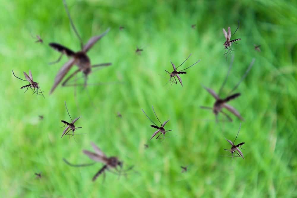 蚊子飞过绿草地。