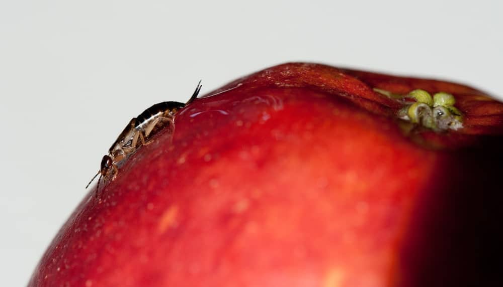 一只爬在红苹果上的蠼螋。
