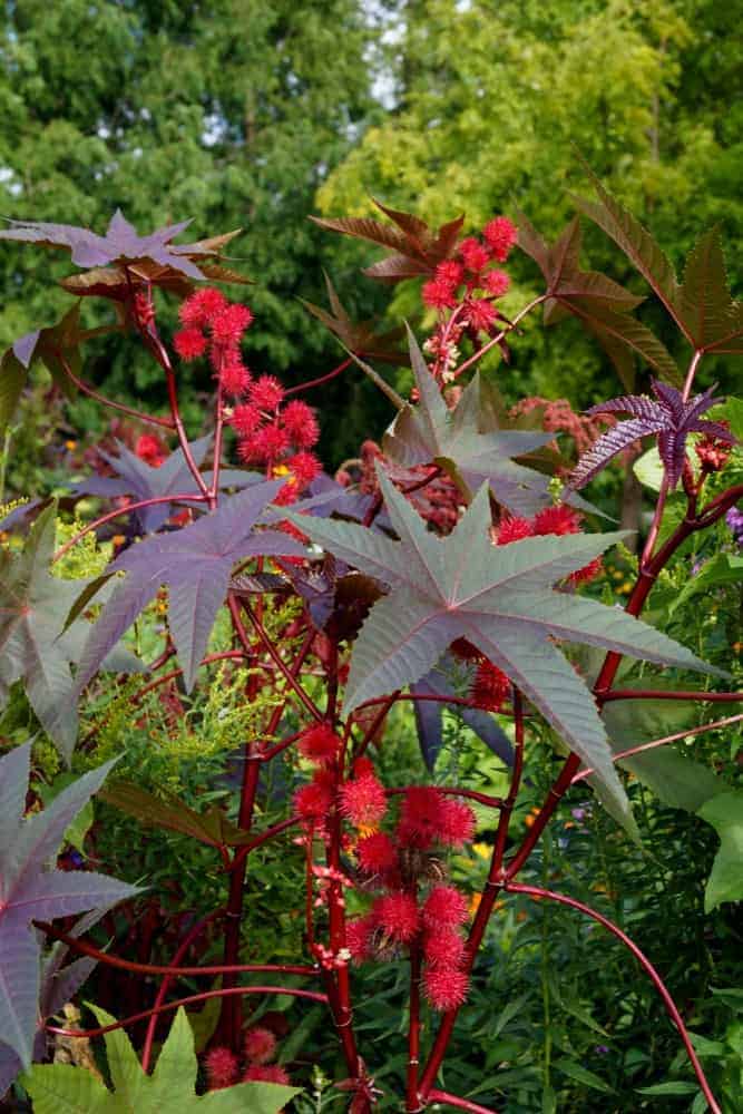 卡门西塔亮红色蓖麻豆植物，绿叶