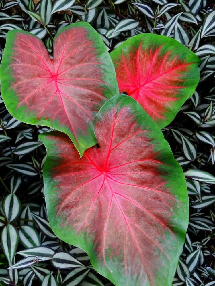 花式叶子Caladium是粉红色的颜色