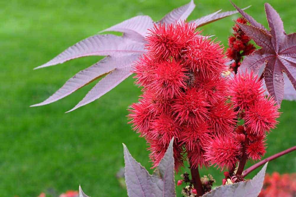 一种开红色花的蓖麻豆植物