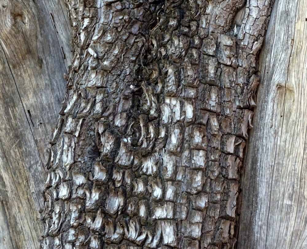 鳄鱼杜松树的树干