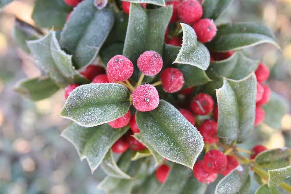 冷冻红浆果和绿叶