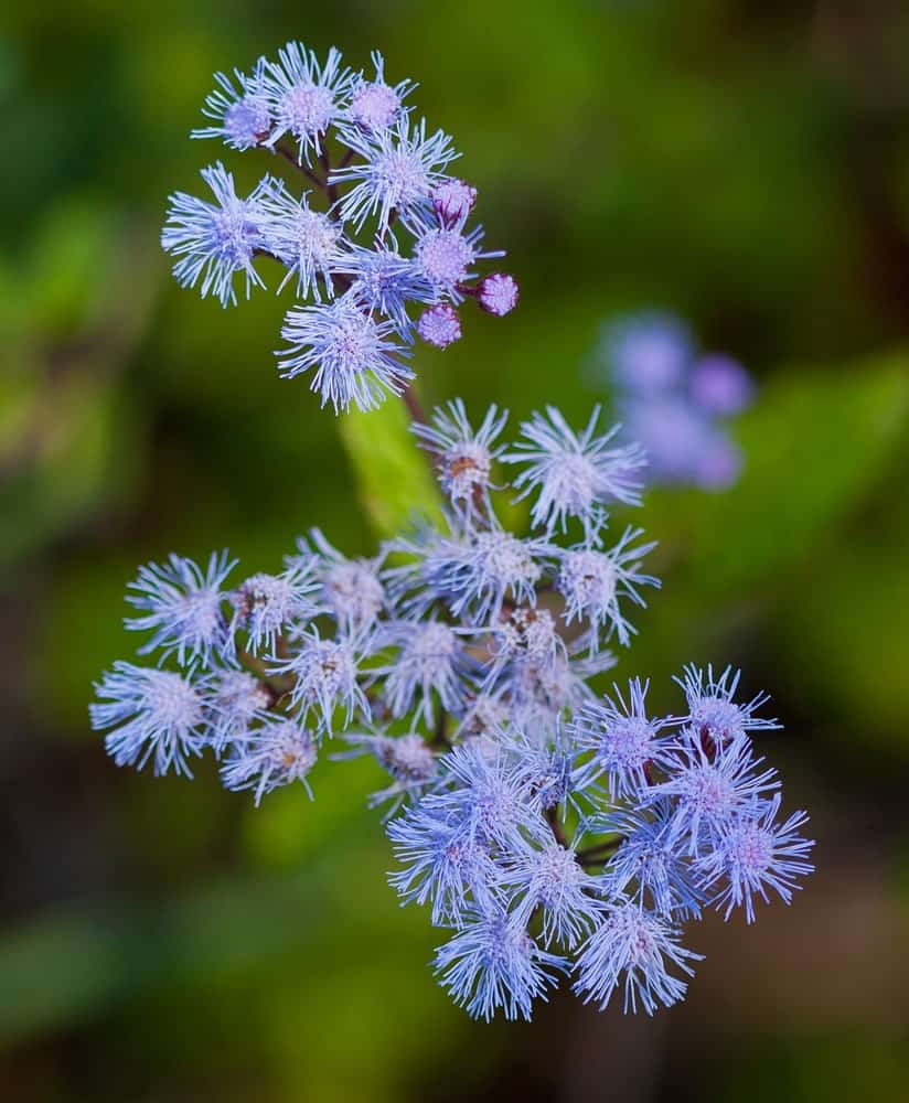 一朵美丽的蓝色mistflower