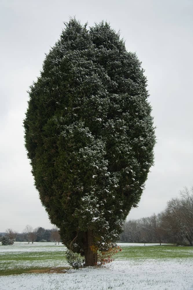 东红雪松