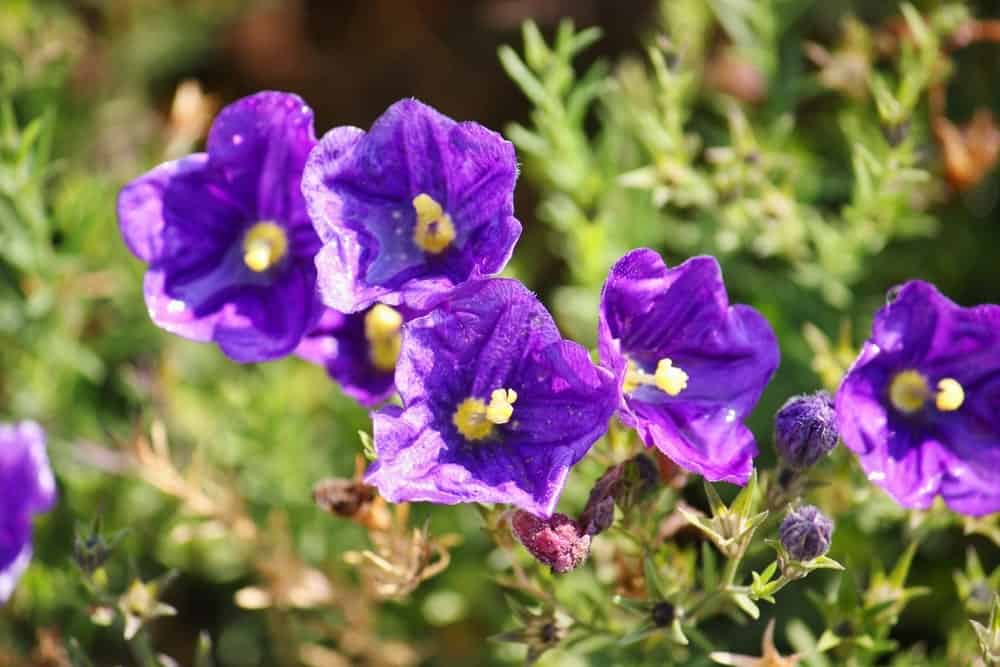 紫袍花