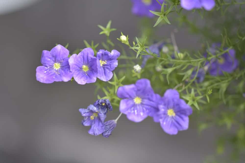 Nierembergia花
