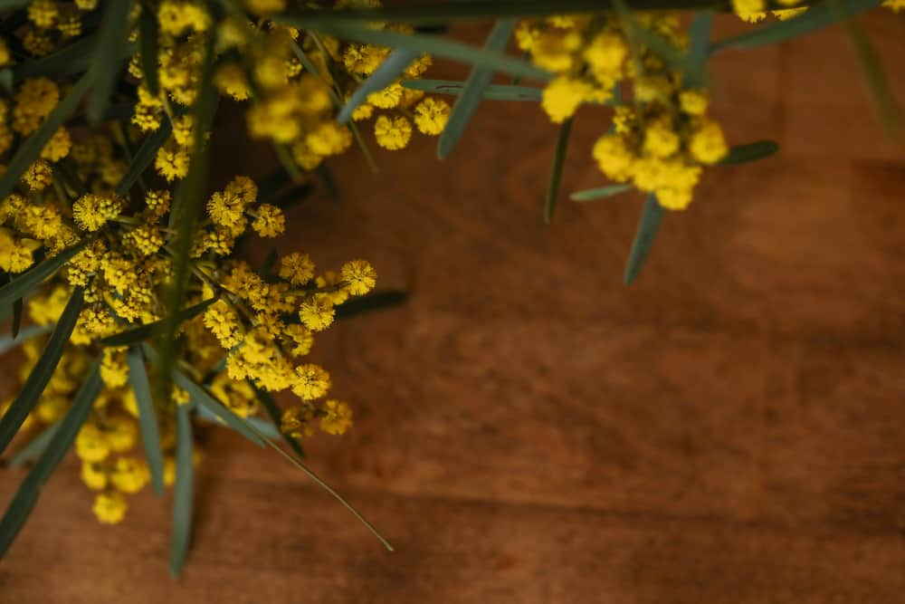 美丽的黄色花朵簇拥在金合欢木桌上