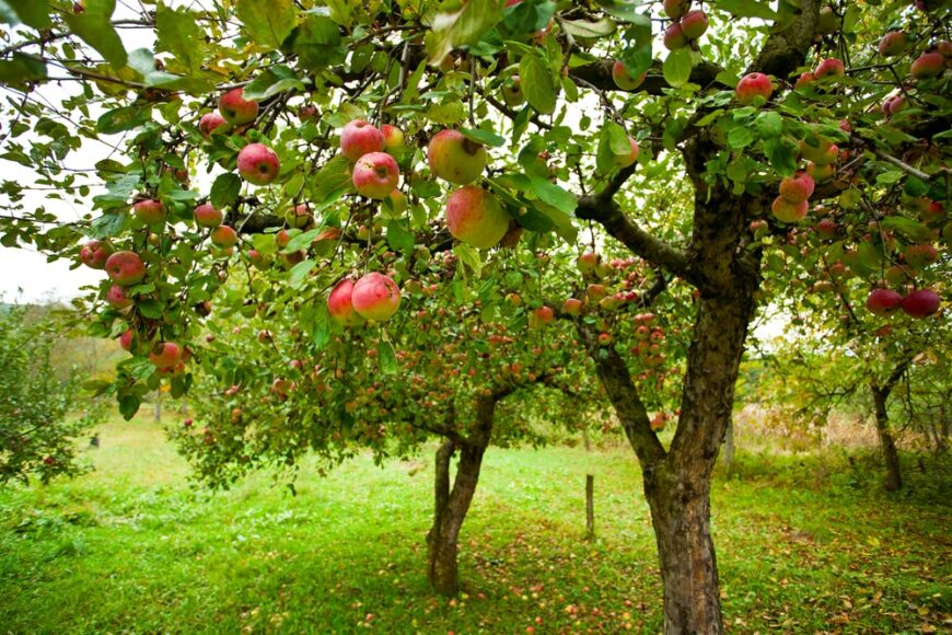 新鲜的小苹果树和成熟的苹果生长在绿色的果园里