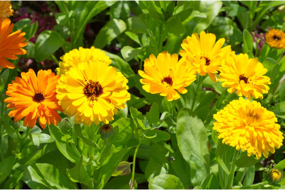 在夏季花园的金盏菊的特写照片。