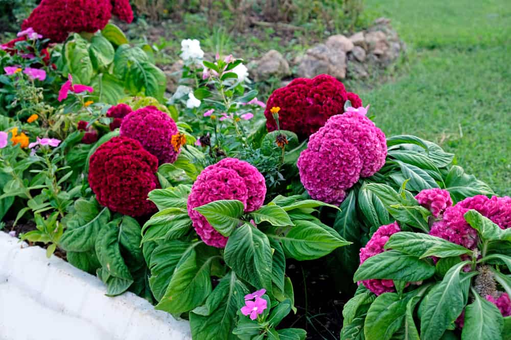 红粉红色的青衣花簇生长在一个观赏性的花园与明亮的绿色叶子