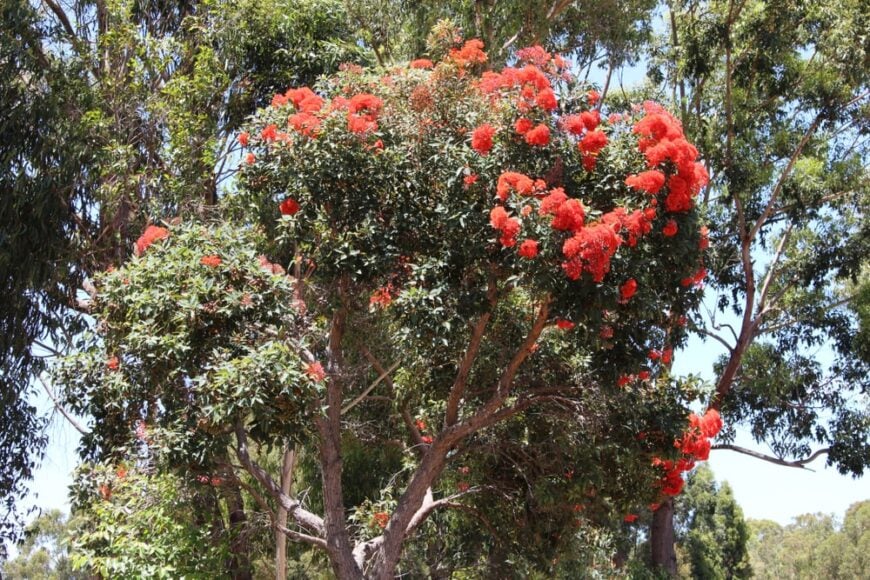 生长在澳大利亚的一种饱满而健壮的红色开花桉树