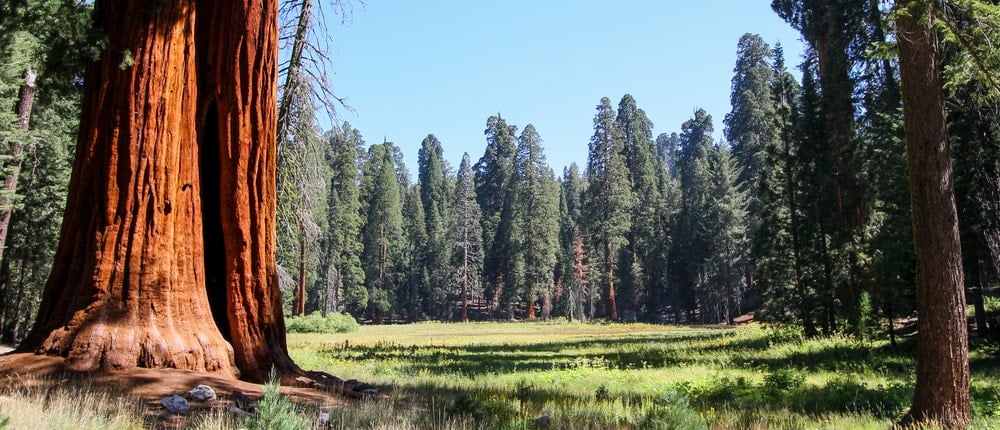 生长在加州内华达山脉的两棵巨大的红杉树干