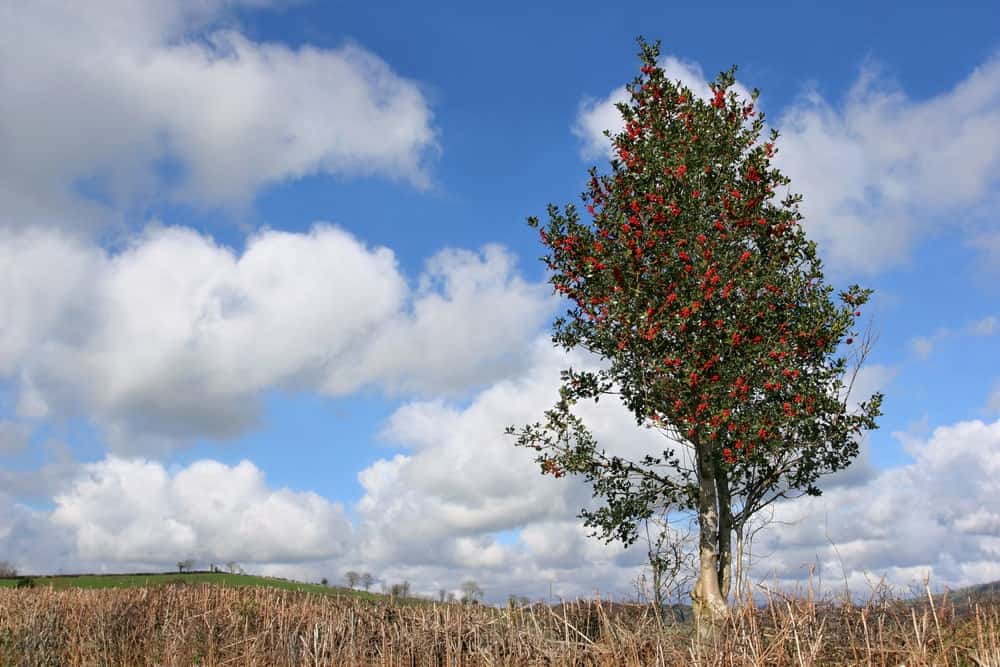 一个孤独的冬青树在田里。