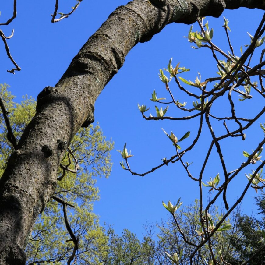 碧蓝天空下的春天，玉兰树乳白色的嫩芽