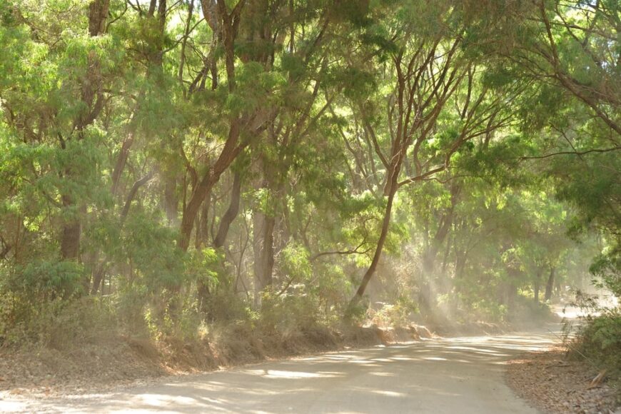 一组薄荷树生长在宽阔的道路旁，阳光从树上流过