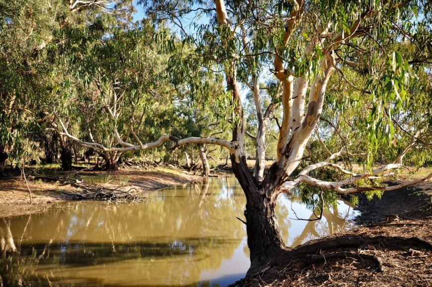 红河胶树，树皮剥落，生长在澳大利亚泥泞的水道旁