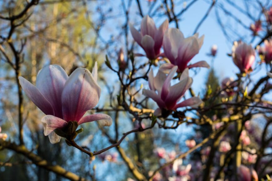 在春天，一棵甜湾木兰树上开着粉色和白色的花