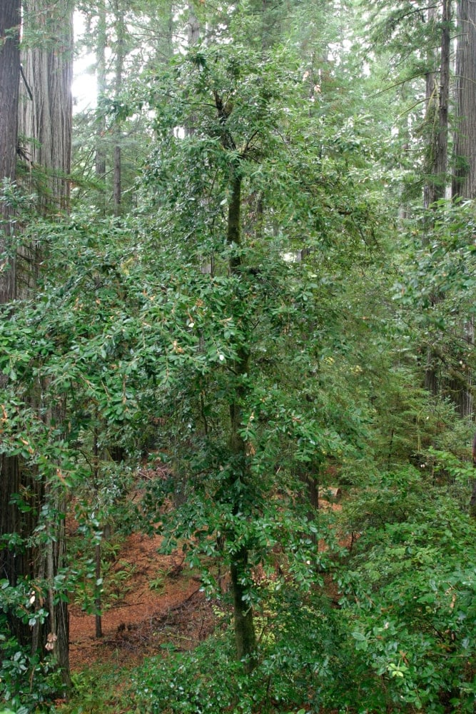 生长在森林里的一种亮绿色的黑栎树