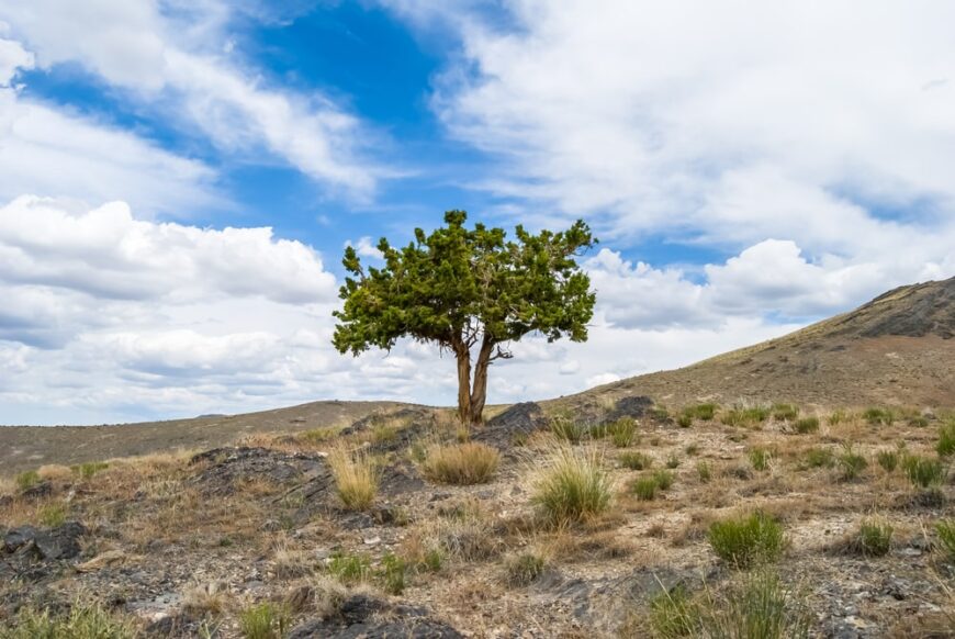 单一西部杜松树，生长在荞属灌木沙漠