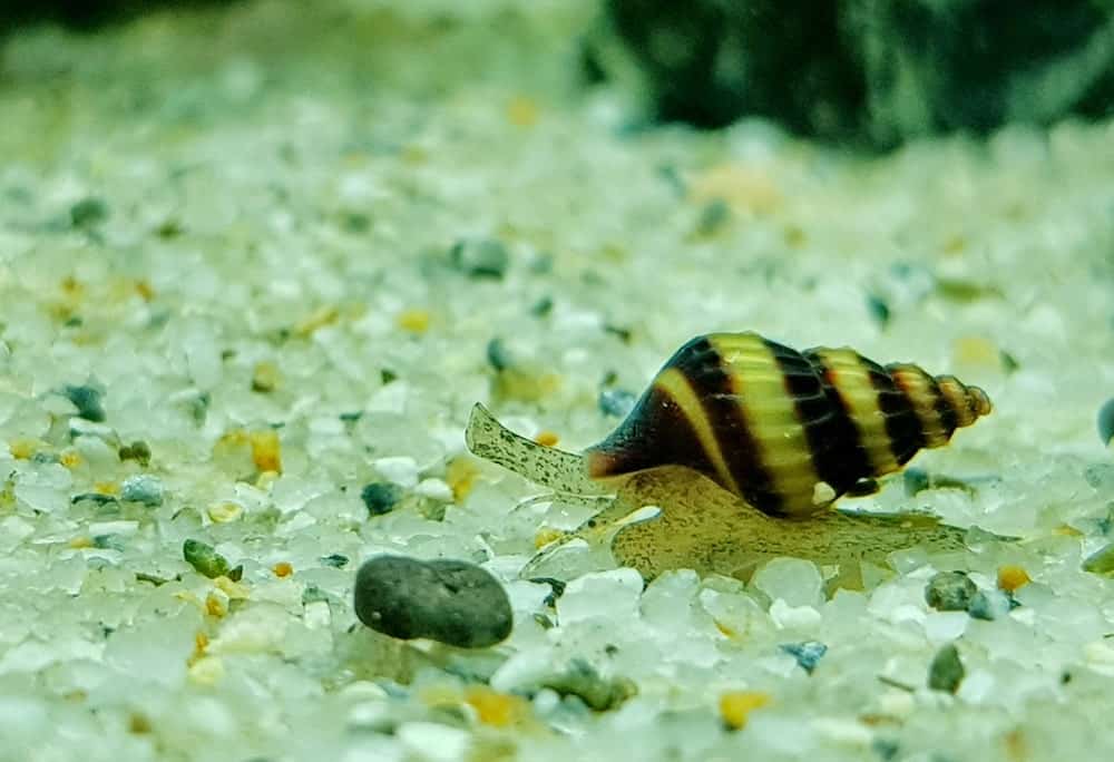 淡水水族馆里的刺客蜗牛