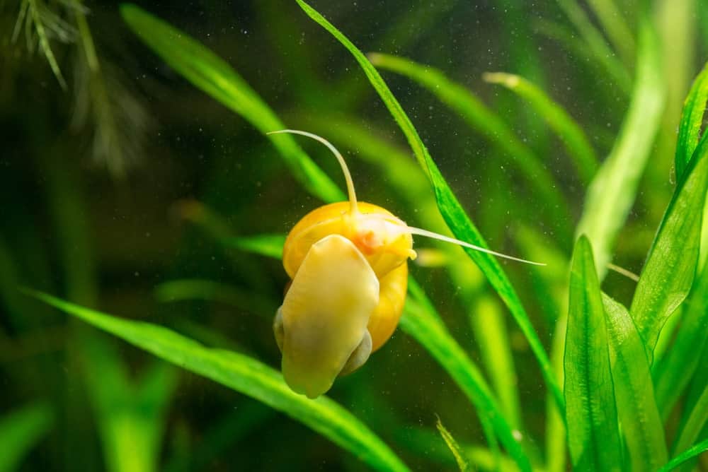 一种神秘的蜗牛从水族馆玻璃中吃藻类