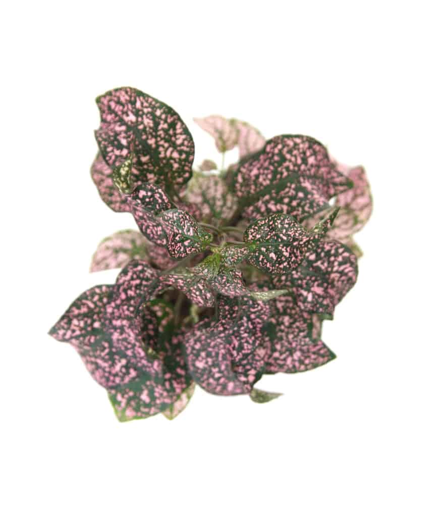 粉红色的锦缎;波点植物的一种