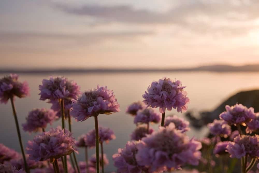 紫色的海节俭花旁边的海