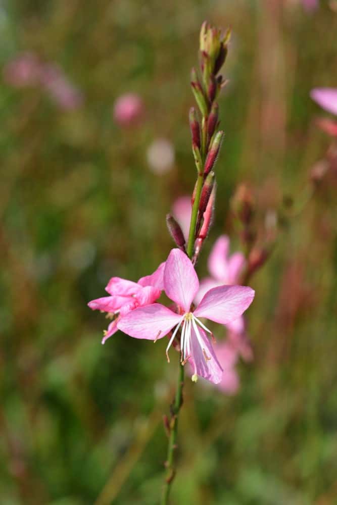 Siskiyou粉色;一种榛属植物