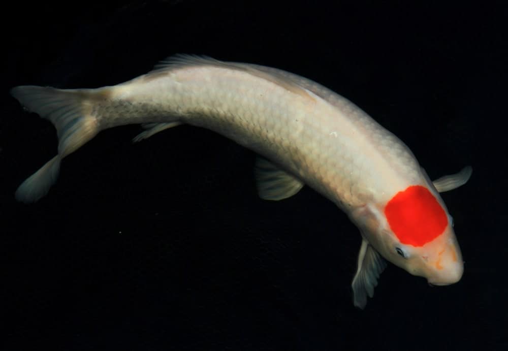 Tancho锦鲤头上的红色斑点
