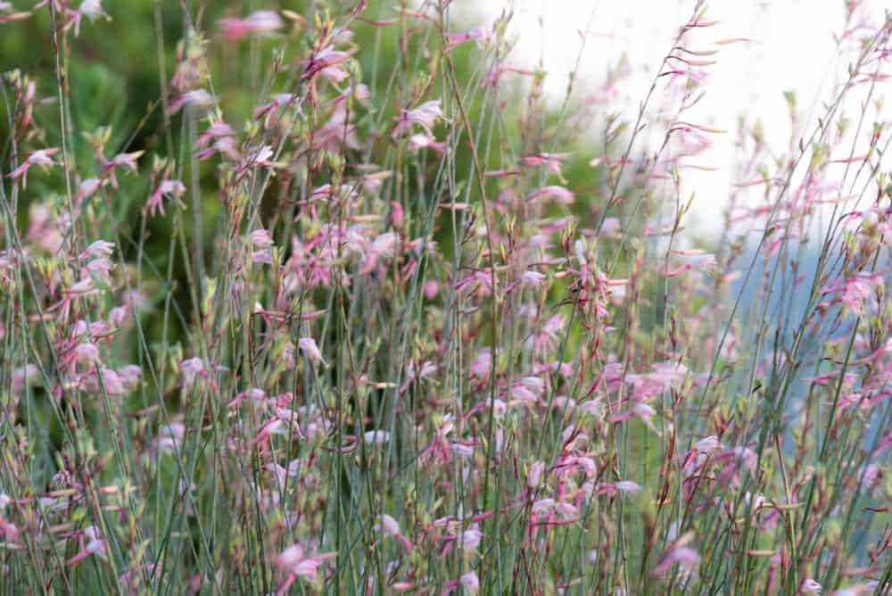 Wandflower;一种榛属植物