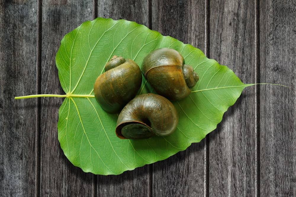 心形绿叶上的三只苹果蜗牛，背景是木制的。