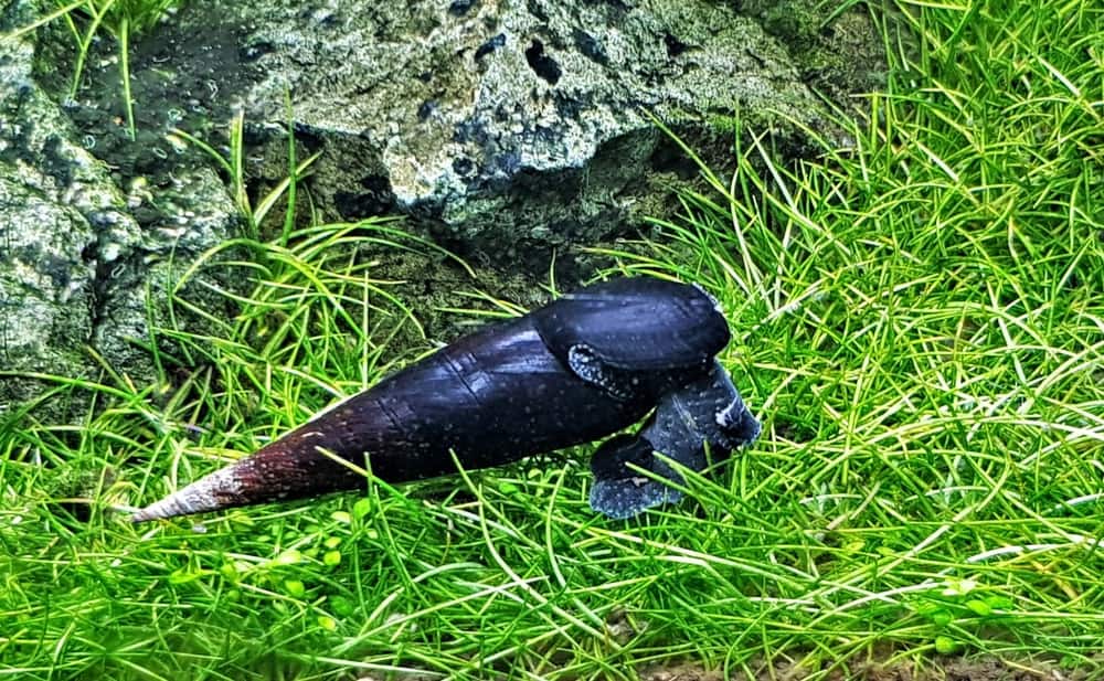 黑魔鬼蜗牛在岩石旁边的草地上。