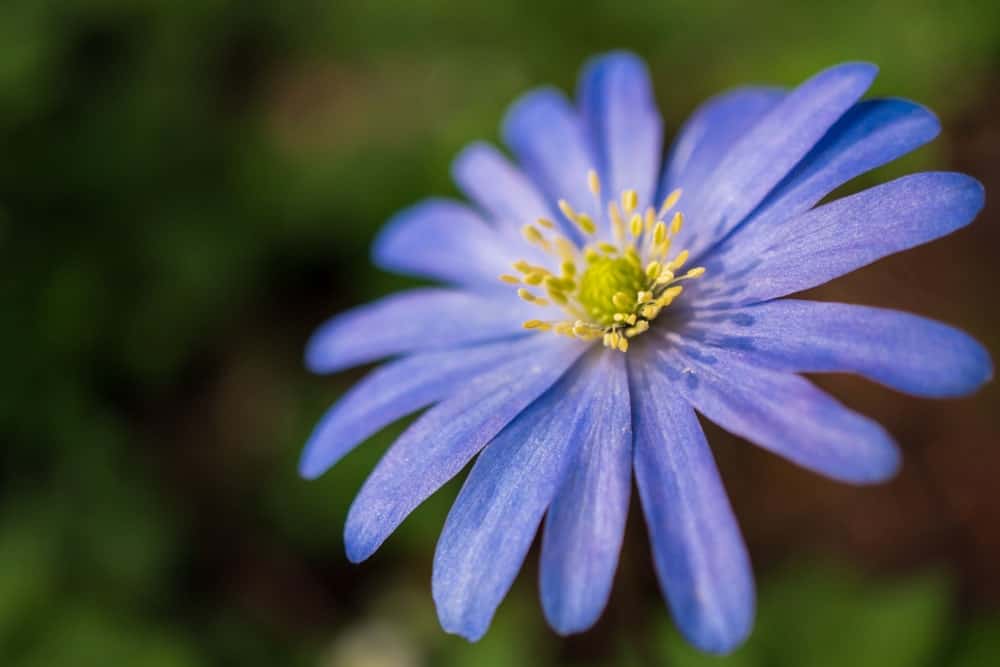 银莲花有“蓝色阴影”;各种风花