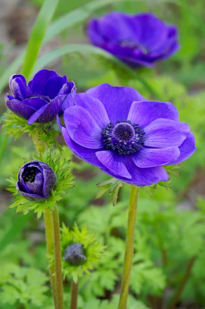银莲花冠“蓝罂粟”;各种风花