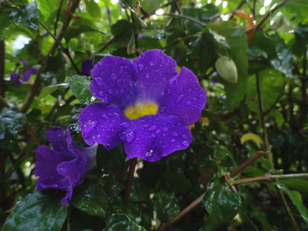 紫堇属的花
