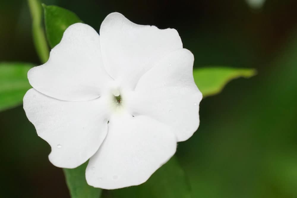 桑属的白色花