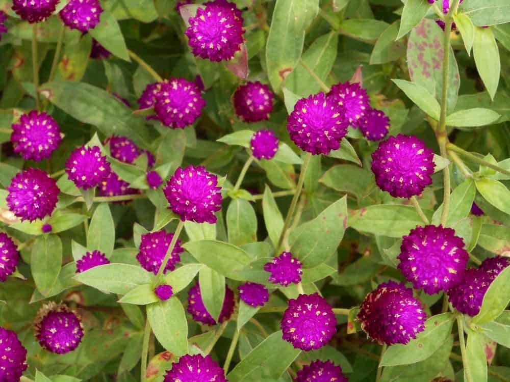 红紫罗兰珍珠般永恒的花
